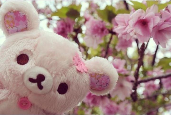 Ｔｒｉｎ 桜