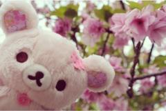 Ｔｒｉｎ 桜