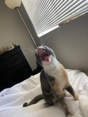 Sal Sal