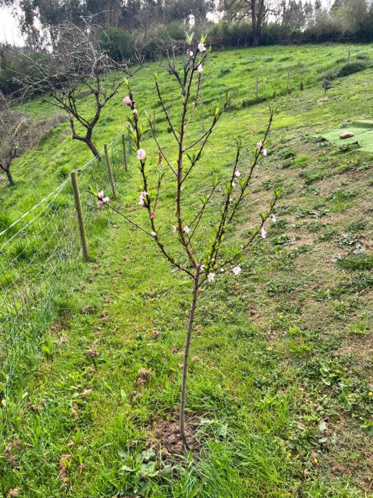 Daniel Camporro Alvarez