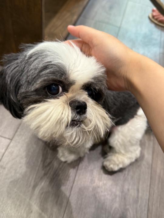 Shaw Siu