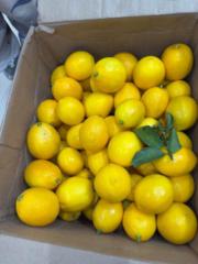 Yen nhi Nini nails spa