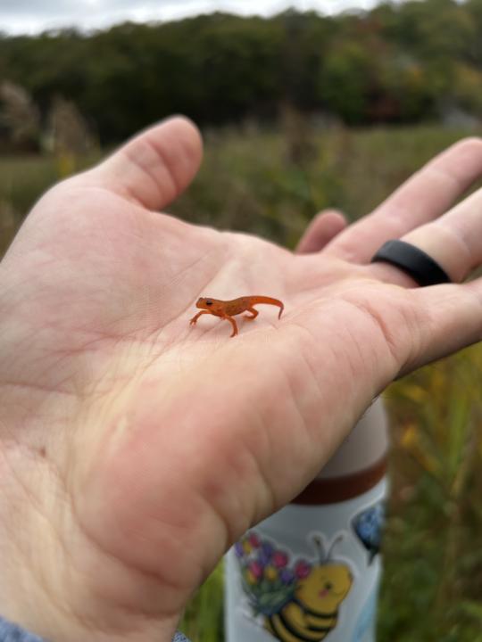 🌿 Tom Jones, Parker Cabin, and Lake Skenonto Loop — Harriman State Park