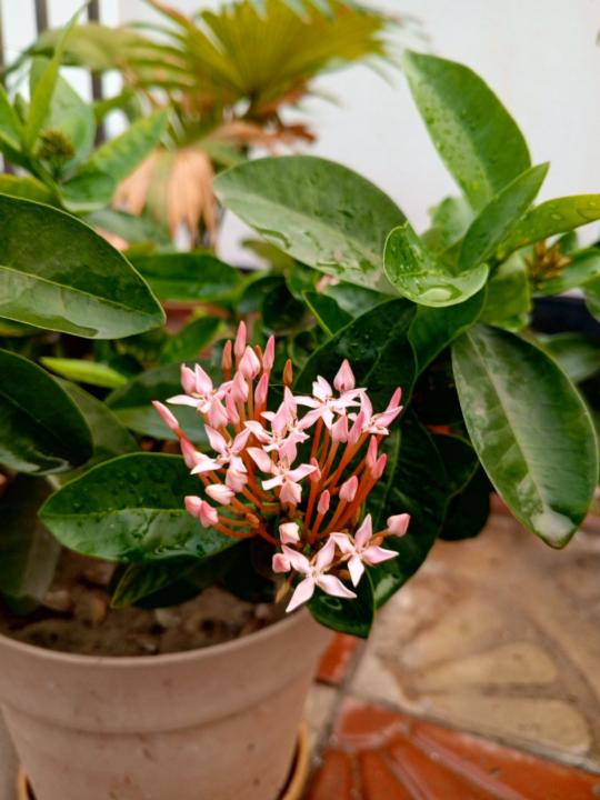 Jannatul Ferdous Sama