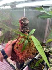 José Ángel Cordón