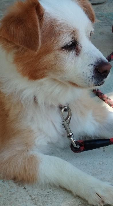 Ελενη Μπαλαουρα