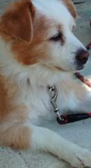 Ελενη Μπαλαουρα