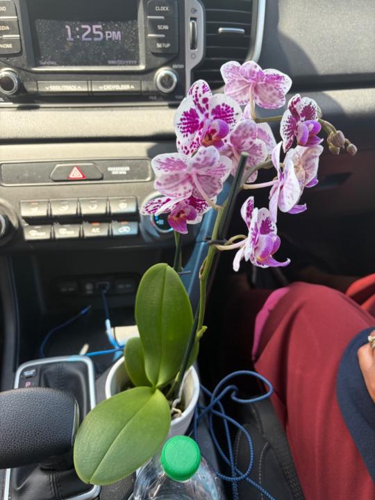 Beauty Success