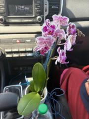 Beauty Success