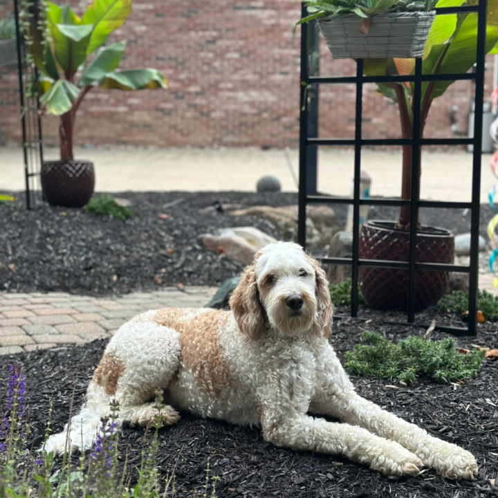 🐶 Introduce Your Dog!