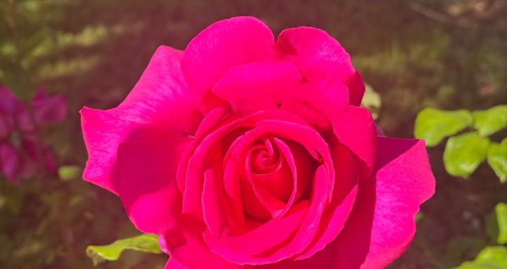 🌹 Rooted Revolution 🌹