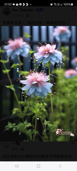 如芳 施