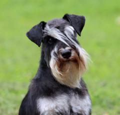 Henriikka Poutala-Oinonen