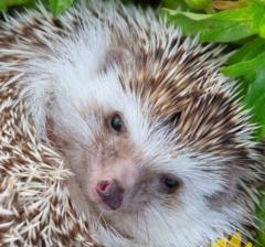 Manfred Bollenbacher