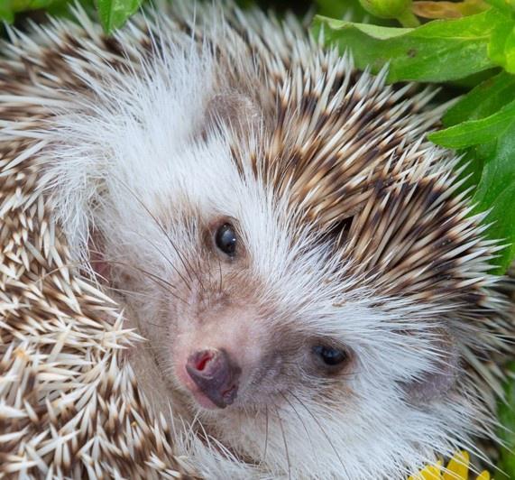 Manfred Bollenbacher