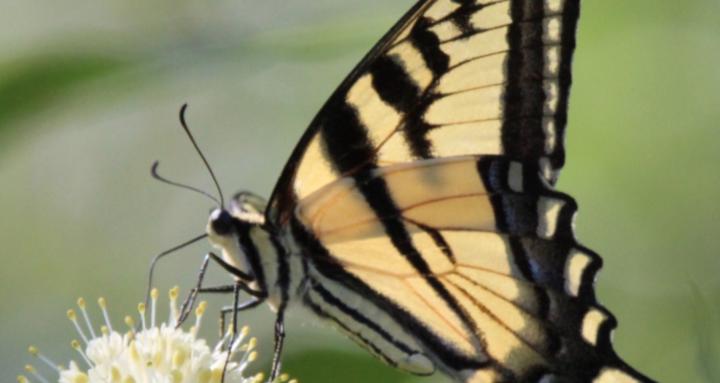 The Angelic Butterfly