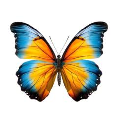 Mayra Yanicel Pacheco Pacheco