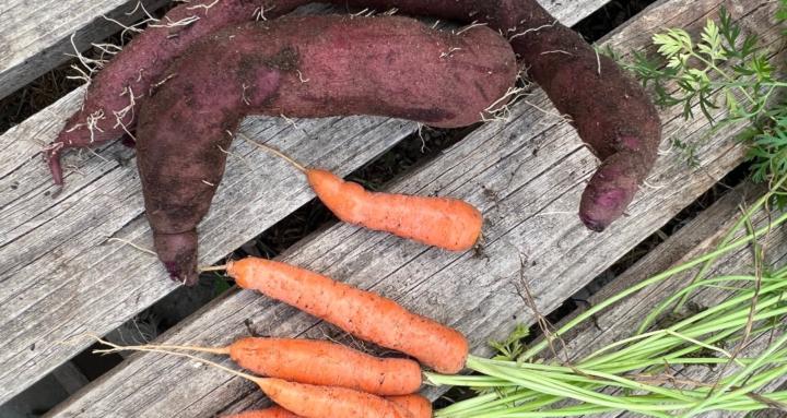 Food Is Medicine GYO