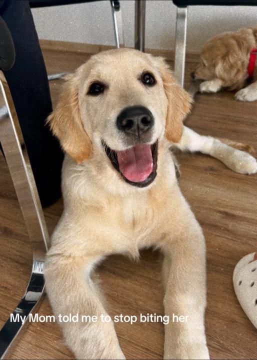 Veronika Polešovská