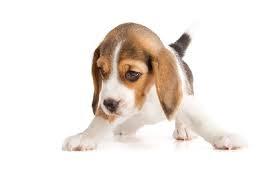 מיטל בוטבול