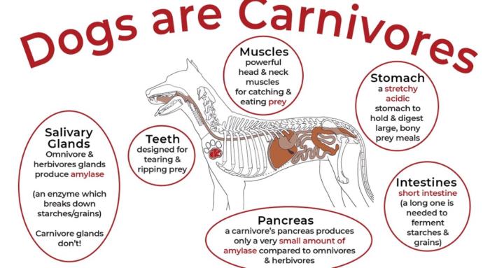 The Canine Carnivore
