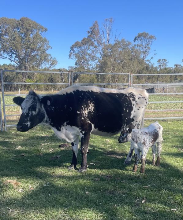 Let’s talk about cattle.