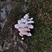 Efraimia Stefanidou