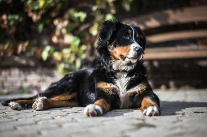Angeline Lacroix