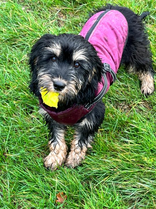 Hope Henderson-Hanmore