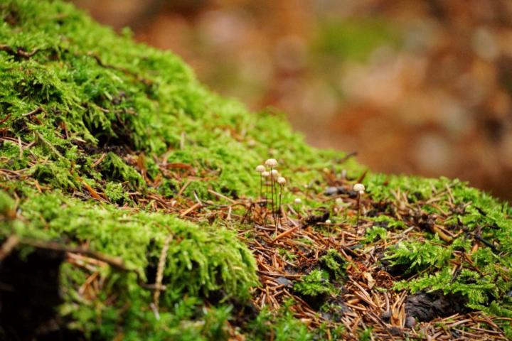 Anne-Katharina Pfitzner