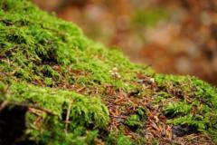 Anne-Katharina Pfitzner