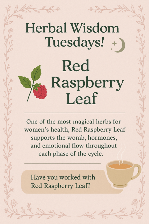 🌿 Herbal Wisdom: Red Raspberry Leaf 🍓