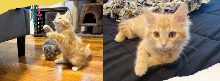 Jasper the Ginger Prince.