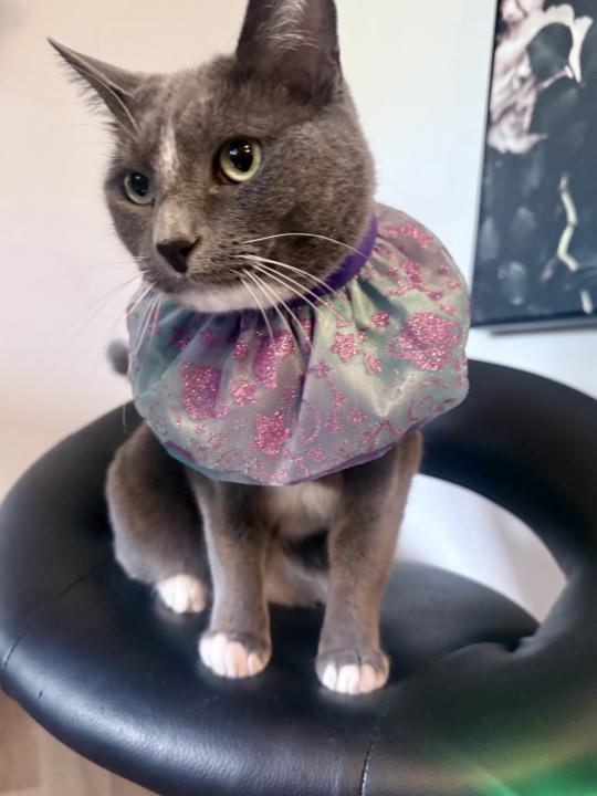Who says fashion is a human construct?