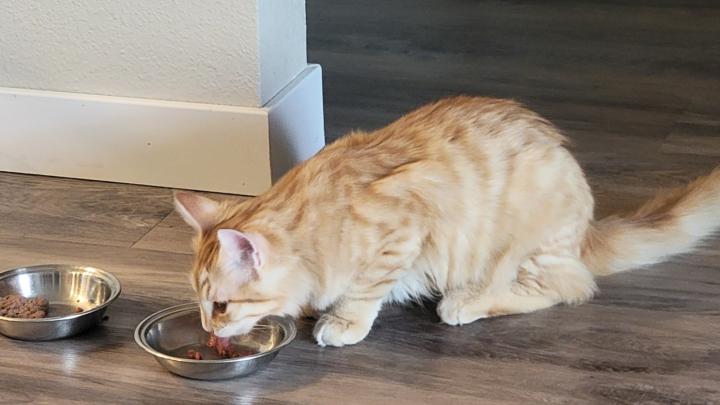 What do you feed your cats?