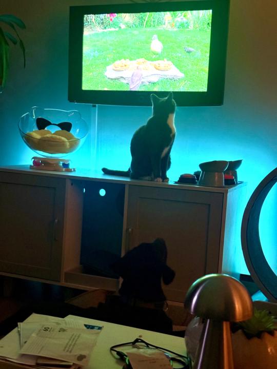 Busy Kitty