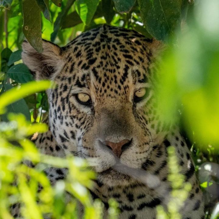 César Ney Limonta Torres