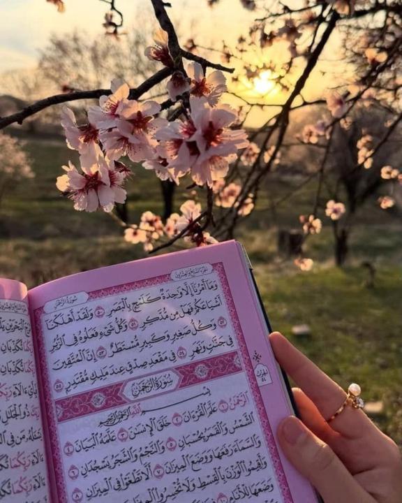 مديحة عبد المنعم