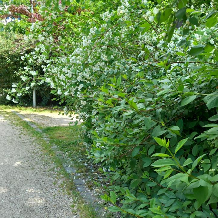 Anikó Zsuzsanna Szűcs