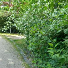 Anikó Zsuzsanna Szűcs