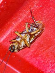 Álvaro Fernandez Gutiérrez