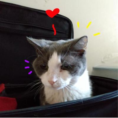 AyrA CatLover