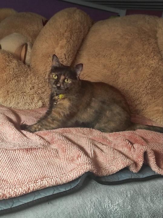 Samanta Arroyos Moncada