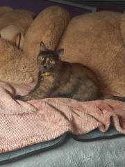 Samanta Arroyos Moncada