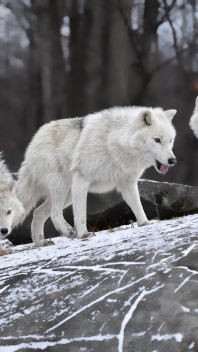 Temple Wolf