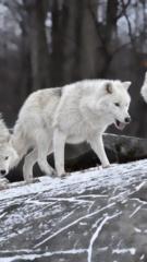 Temple Wolf