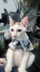 Chalermpol Chamnanpol