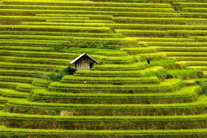Nhật Trần Gendigi