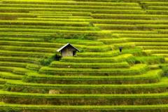 Nhật Trần Gendigi