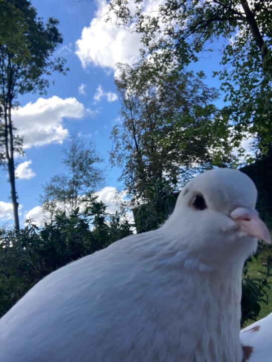 Jacqueline Verheijen